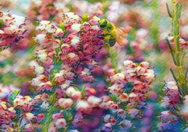 Sustainable Beekeeping